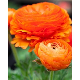 Compra RANÚNCULOS NARANJA (100 Unid.) en la tienda online Fito Agrícola