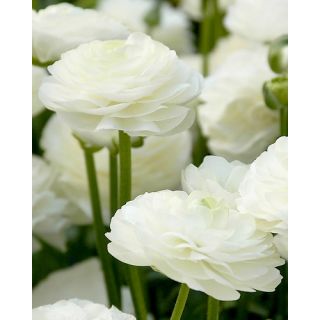 Compra RANÚNCULOS WHITE (100 Unid.) en la tienda online Fito Agrícola