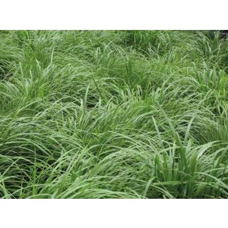 Compra RAY GRASS WESTERWOLD BONIVERT R1 (20 Kgr.). en la tienda online Fito Agrícola