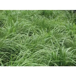Compra RAY GRASS WESTERWOLD BONIVERT R1 (20 Kgr.). en la tienda online Fito Agrícola