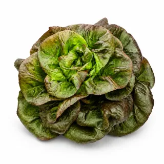 Compra LECHUGA REGALE Pildorada (5.000 Semillas). en la tienda online Fito Agrícola