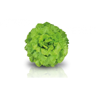 Compra LECHUGA RASMUSSEN RZ Pildorada (5.000 Semillas). en la tienda online Fito Agrícola