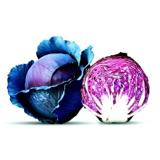 Compra COL RED DINASTY F1 (1.000 Semillas) en la tienda online Fito Agrícola