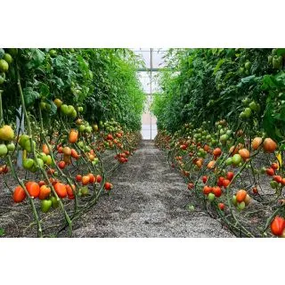 Compra TOMATE RETADOR F1 (1000 Semillas). en la tienda online Fito Agrícola