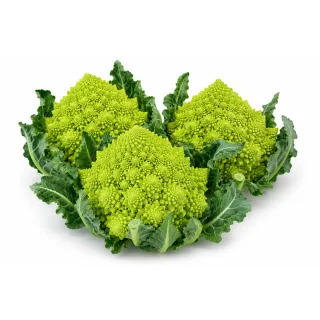 Compra ROMANESCO LAZIO F-1 Peliculado (2.500 Semillas) en la tienda online Fito Agrícola