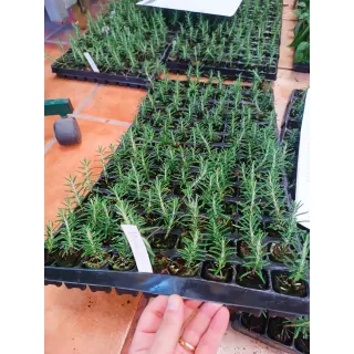 Compra ROMERO REPENS (126 Plantas). en la tienda online Fito Agrícola