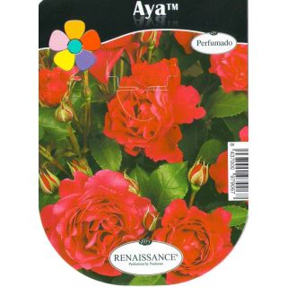 Compra ROSAL AYA™ en la tienda online Fito Agrícola