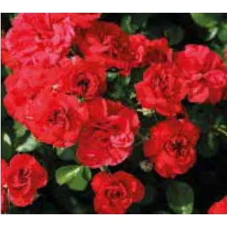 Compra ROSAL FLAMENCA ® - Fepalm en la tienda online Fito Agrícola