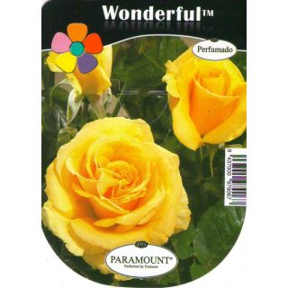 Compra ROSAL WONDERFUL™ en la tienda online Fito Agrícola