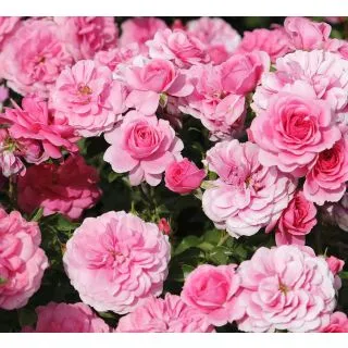 Compra ROSAL CONCHA ESPINA® Feflit en la tienda online Fito Agrícola