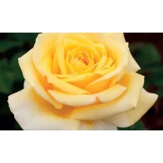 Compra ROSAL GOLDEN PERFUMELLA® Meifazeda en la tienda online Fito Agrícola