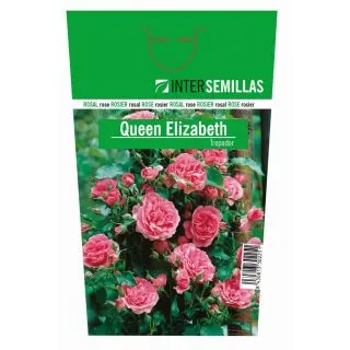 Compra ROSAL QUEEN ELISABETH (Trepador) en la tienda online Fito Agrícola