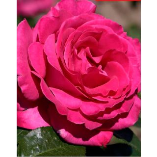 Compra ROSAL VARON en la tienda online Fito Agrícola