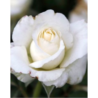 Compra ROSAL WHITE NEIGE en la tienda online Fito Agrícola