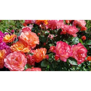 Compra ROSAL SUGAR® CANDY ROSE Meiconfiz en la tienda online Fito Agrícola