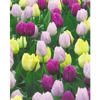 Compra ROYAL PRINCES (100 Unid.). en la tienda online Fito Agrícola