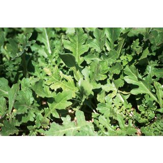 Compra RÚCULA FLASH (50 gr.) en la tienda online Fito Agrícola