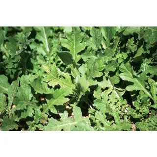 Compra RÚCULA FLASH (50 gr.) en la tienda online Fito Agrícola