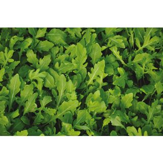 Compra RÚCULA IRIS (50 gr.) en la tienda online Fito Agrícola