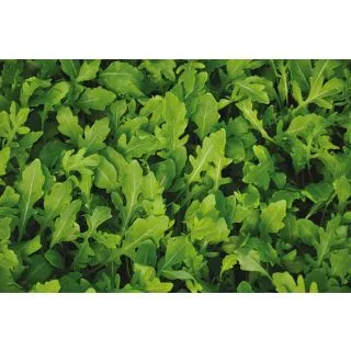 Compra RÚCULA IRIS (50 gr.) en la tienda online Fito Agrícola