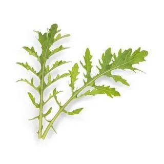 Compra RÚCULA CULTIVADA ASTRA (1.000.000 Semillas) en la tienda online Fito Agrícola