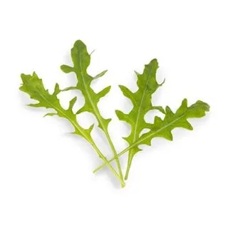 Compra RÚCULA SALVAJE VOYAGER Pregerminada y Sin Tratar (1.000.000 Semillas) en la tienda online Fito Agrícola