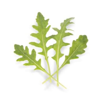 Compra RÚCULA SALVAJE ATHENA Sin Tratar (100.000 Semillas) en la tienda online Fito Agrícola