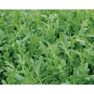 Compra RÚCULA TT MARTE (500 gr.). en la tienda online Fito Agrícola