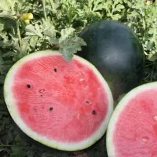 Compra SANDIA MAYA F-1 (1.000 Semillas). en la tienda online Fito Agrícola