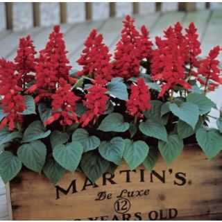 Compra SALVIA CARMEN RED (240 Plantas). en la tienda online Fito Agrícola