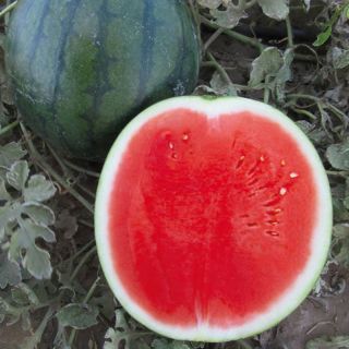 Compra SANDÍA SAPPORITA F1 (1000 Semillas). en la tienda online Fito Agrícola