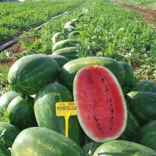 Compra SANDÍA MARBELLA F1 (1.000 Semillas) en la tienda online Fito Agrícola