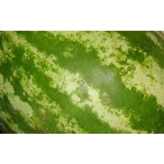 Compra SANDÍA RAYADA Con Semilla Injertada EPS70 en la tienda online Fito Agrícola