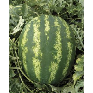 Compra SANDÍA CRISTINA F1 (5.000 Semillas). en la tienda online Fito Agrícola