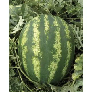 Compra SANDÍA CRISTINA F1 (5.000 Semillas). en la tienda online Fito Agrícola