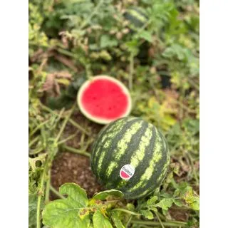 Compra SANDÍA EXOTICA F1 (1000 Semillas). en la tienda online Fito Agrícola