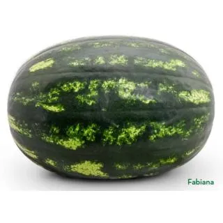 Compra SANDIA FABIANA F1 (1.000 Semillas) en la tienda online Fito Agrícola