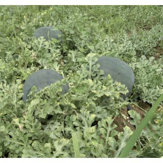 Compra SANDÍA FASCINO F1 (500 Semillas). en la tienda online Fito Agrícola