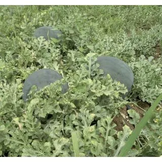 Compra SANDÍA FASCINO F1 (500 Semillas). en la tienda online Fito Agrícola