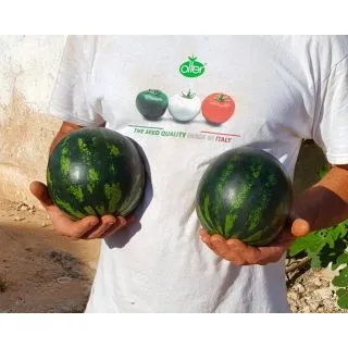 Compra SANDÍA KALÍ F1 (5.000 Semillas). en la tienda online Fito Agrícola