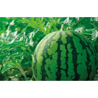 Compra SANDÍA KALIMBA F1 Pregerminada (1.000 Semillas) en la tienda online Fito Agrícola