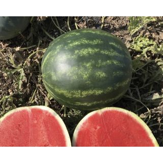 Compra SANDÍA MANUELA F1 (500 Semillas). en la tienda online Fito Agrícola