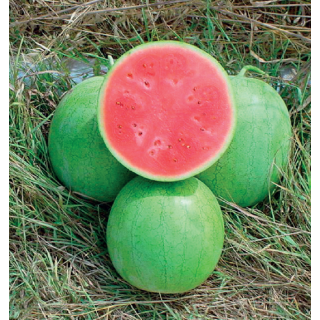 Compra SANDÍA POLIMAX F1 (1.000 Semillas) en la tienda online Fito Agrícola