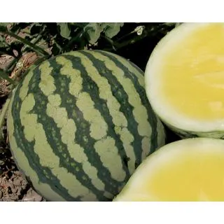 Compra SANDÍA YELLOWIN F1 (500 Semillas). en la tienda online Fito Agrícola
