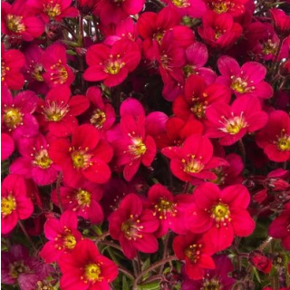 Compra SAXIFRAGA LOFTY DARK ROSE SHADES (1000 Semillas) en la tienda online Fito Agrícola