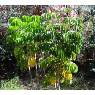 Compra SCHEFFLERA ACTINOPHYLLA (84 Plantas). en la tienda online Fito Agrícola