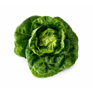 Compra LECHUGA SEGURA Pildorada (5.000 Semillas). en la tienda online Fito Agrícola