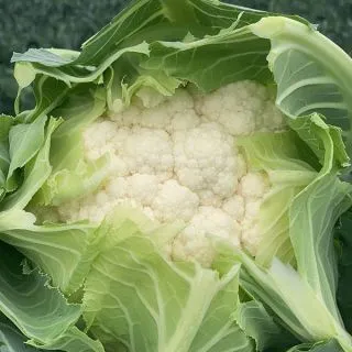 Compra COLIFLOR SUBASIO F1 (5.000 Semillas) en la tienda online Fito Agrícola