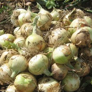 Compra CEBOLLA ROCIO F1 (100.000 Semillas). en la tienda online Fito Agrícola