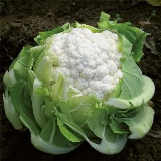 Compra COLIFLOR SV5965AC F-1 (2.500 Semillas) en la tienda online Fito Agrícola